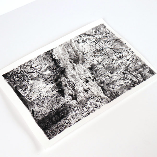 Yakushima - Le Yomon Sugi